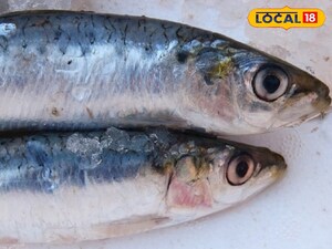AMU Expert: Salmon, Rohu, Tuna Boost Winter Health & Immunity
