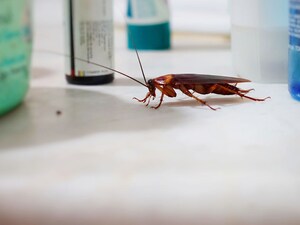 Cockroach Problem? This Simple Natural Tip Works!