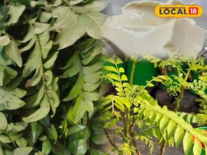Revive Your Wilting Curry Leaf Plant: Kitchen Curd is the Secret!