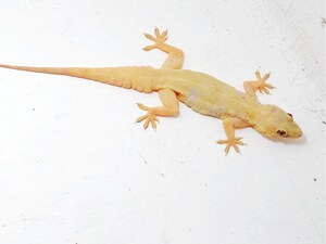 House Lizards: Harmless Pest Controllers, Not Poisonous!