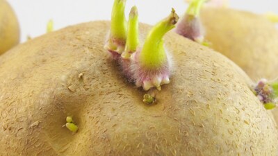 Sprouted Potatoes: A Hidden Toxin Threat! Avoid Eating Them.