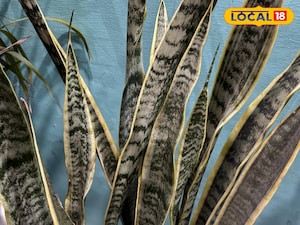 Snake Plant: Myth vs. Reality! Debunking Bad Luck, Revealing Benefits