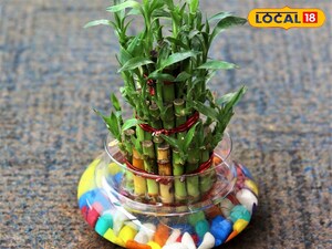 Revive Your Yellowing Bamboo: Expert Tips for Lush Green Growth