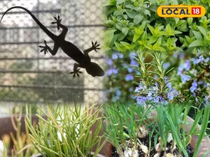 Banish Lizards Naturally! Plant These Aromatic Herbs for a Pest-Free Home