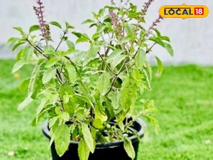 Revive Your Wilting Tulsi: Expert Tips for Winter Care!
