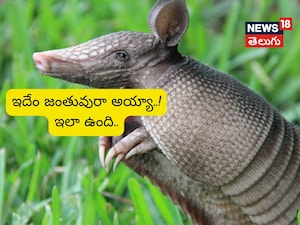 Armadillo: The "Bulletproof" Creature That Defied a 9mm Bullet!