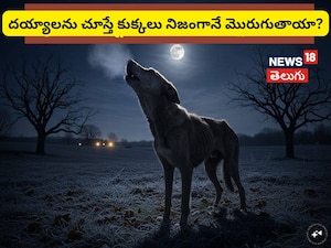 Dogs Barking at Ghosts? Science Reveals the Real Reasons