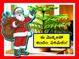 Christmas Tree alternatives: అందరూ క్రిస్మస్ ట్రీని కోరుకుంటారు. అందువల్ల దానికి చాలా డిమాండ్ ఉంది. అది దొరకట్లేదు. ప్లాస్టిక్ ట్రీల వల్ల నేచురల్ లుక్ రాదు. అందువల్ల మీరు ఆల్టర్నేట్ మొక్కలు ఎంచుకోవచ్చు. ఇవి కూడా క్రిస్మస్ ట్రీ లాగానే ఉంటాయి.