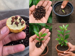 Clove Seeds Not Sprouting? Try This Lemon Secret for Easy Growth