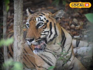 పెద్దపులి