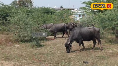 చలికాలంలో పాడి పశువుల విషయంలో తీసుకోవాల్సిన జాగ్రత్తలు 