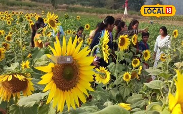 అరకులో పర్యాటకులను మంత్రముగ్ధులను చేస్తున్న సన్ ఫ్లవర్స్