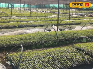 నర్సరీలోని మొక్కలు 