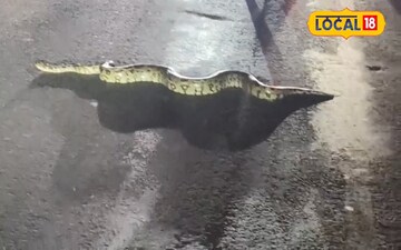 రోడ్ క్రాస్ చేసిన భారీ కొండచిలువ.. అటువైపుగా వచ్చిన ప్రయాణికులంతా గప్చిప్ ఎందుకో