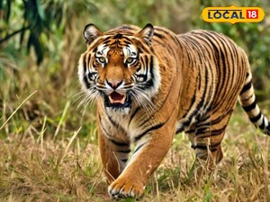 కరీంనగర్ ప్రజలను భయపెడుతున్న పెద్ద పులి..!!<br>