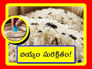 Rice bugs prevention: బియ్యం కాస్త ఎక్కువగా కొనుక్కుంటే.. సైలెంటుగా పురుగులు పట్టేస్తూ ఉంటాయి. ఆ తర్వాత అవి తినడం చాలా కష్టం. అందువల్ల అసలు పురుగులే పట్టకుండా ఉండేందుకు ఒక చిట్కా ఉంది. దాని ద్వారా.. ఏళ్లకు ఏళ్లు బియ్యం తాజాగానే ఉంటాయి. ఎలాగో తెలుసుకుందాం.