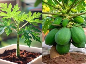 Grow Papaya on Your Balcony: Simple Tips for Abundant Harvest!