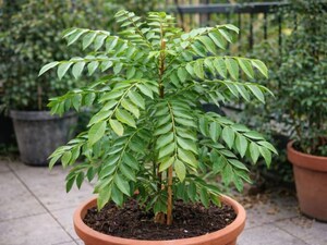 Grow Bushy, Green Curry Leaf Plants: Expert Tips Revealed!