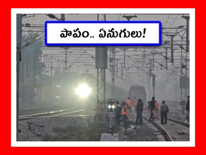 Assam Train Accident: 8 Elephants Killed as Rajdhani Express Derails in Fog