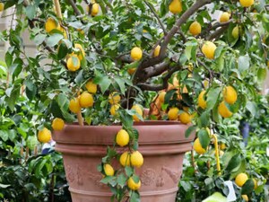 घर में नींबू का पेड़: वास्तु, फेंगशुई और स्वास्थ्य लाभ जानें!