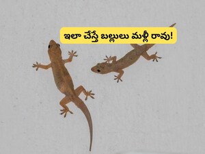 Lizard Repellent: Free Home Tips to Drive Them Away