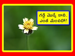 Tridax daisy: ఒక చిన్ని మొక్క ఈ భూమిని కాపాడుతోంది. మూగ జీవాలకు ప్రాణం పోస్తోంది. మానవాళికి మేలు చేస్తోంది. కానీ దాని గురించి 99 శాతం మందికి తెలియదు. దాన్ని ఒక మామూలు గడ్డి మొక్కగా తీసిపారేస్తారు. పూలను కట్ చేస్తారు. ఇప్పుడు మనం ఆ మొక్క గొప్పదనం తెలుసుకుందాం.