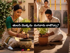 Tulsi Planting: Who Should Plant? Men or Women? Auspicious Days Revealed!