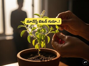 Tulsi: Why Chewing Leaves Is Harmful & How to Consume Safely
