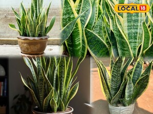 सर्दियों में स्नेक प्लांट को पीला होने से बचाएं: आसान देखभाल के तरीके!