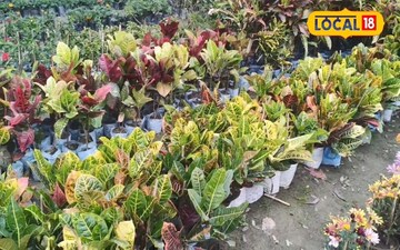 वास्तु टिप्स: घर के प्रवेश द्वार पर लगाएं ये पौधे, लक्ष्मी का होगा वास!