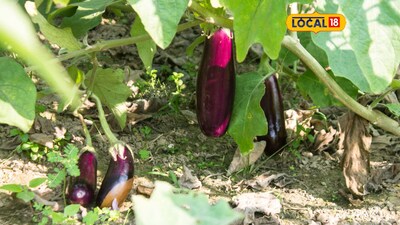 Hazaribagh Farmer's Brinjal Success: Rs 4 Lakh Profit in 3 Months from 2 Acres