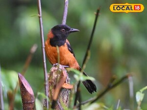 हुडेड पिटोहुई: खूबसूरत पर जानलेवा पक्षी, छूने से हो सकता है लकवा.