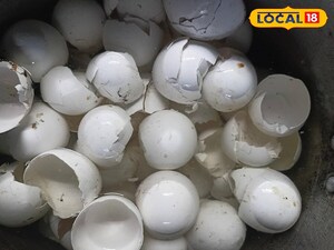Unlock Your Garden's Potential: Eggshells Are Not Trash, They're Gold!