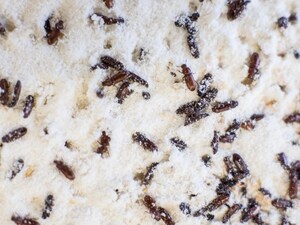 Flour Storage Secrets: Keep Maida and Wheat Flour Fresh for Months, Worm-Free!