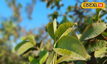 Guava Leaves: Natural Remedy for Hair Fall and Dandruff in 40 Minutes