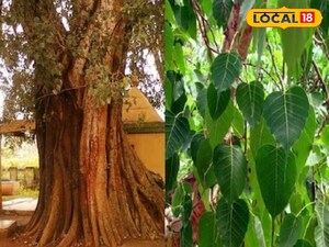 Raavi: Ayurvedic Panacea for Cold, Cough, Asthma; Boosts Digestion & Immunity