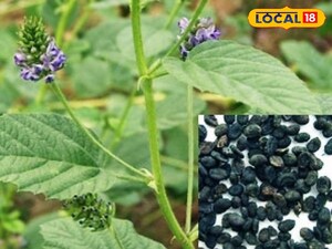 Bakuchi: The Backyard Plant Worth Thousands for Health and Beauty