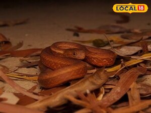 Mack Viper: The Snake That Doesn't Bite to Kill, But Terrifies With Its Hiss