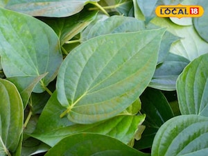 Betel Leaf: Ancient Remedy for Modern Digestion Woes and Overall Health
