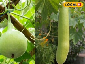 Bottle Gourd Peels: A Super Medicine for Your Health, Say Experts