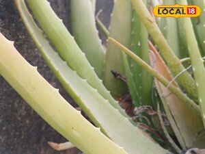 सर्दियों में एलोवेरा: चमकदार और झुर्रियों रहित त्वचा के लिए आपका प्राकृतिक उपाय