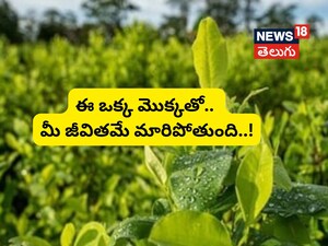 Coca Plant: The World's Most Expensive Crop That Can Make You a Millionaire or Land You in Jail