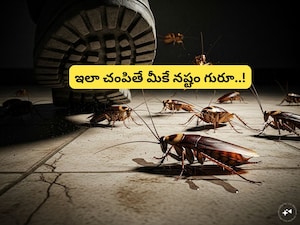 Crushing Cockroaches? Stop! It Spreads Disease & Attracts More Pests