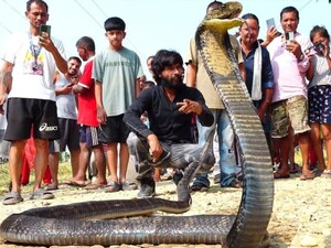 11-Foot King Cobra Invades Nepal Home; Expert's Daring Rescue Goes Viral