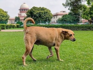 Supreme Court: Public Safety Over Dog Love, States Liable for Stray Dog Attacks