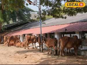 గిర్ జాతి ఆవులు రైతులకి ఉచితంగా పంపిణి...