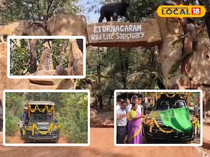 తాడ్వాయి అభయారణ్యంలో సఫారీ టూర్