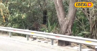 తిరుమల ఏనుగుల ఆర్చ్ వద్ద ప్రత్యక్షమైన గజరాజు...!