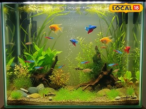 మొక్కలతోనే ఫిల్టర్ అయ్యే ఫిష్ ట్యాంక్ సిస్టమ్