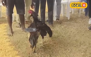 ఏపీలో కోడిపందాలు జోరు కోట్లలో సొమ్ములు చేతులు మార్పు